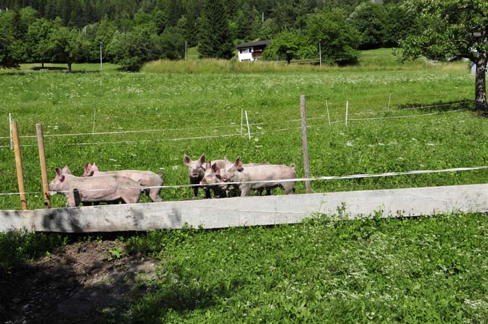 Aufnahme 20080704 1985